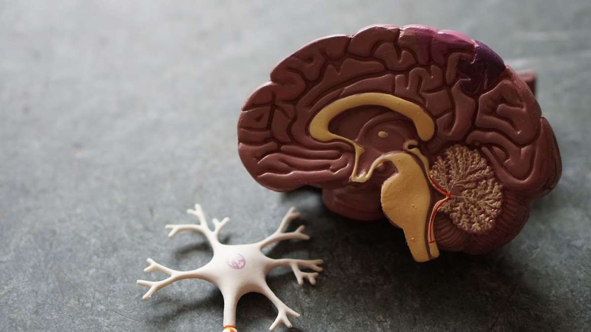 Model of a brain