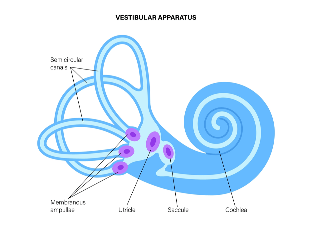 Post-Concussion Vestibular Therapy: Overcome Dizziness & More