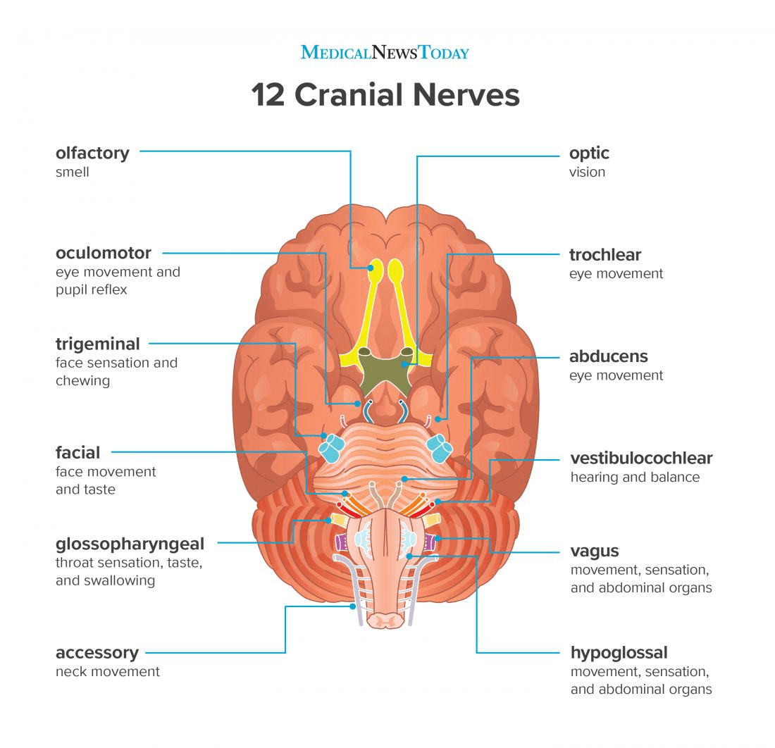 12 cranial nerves image