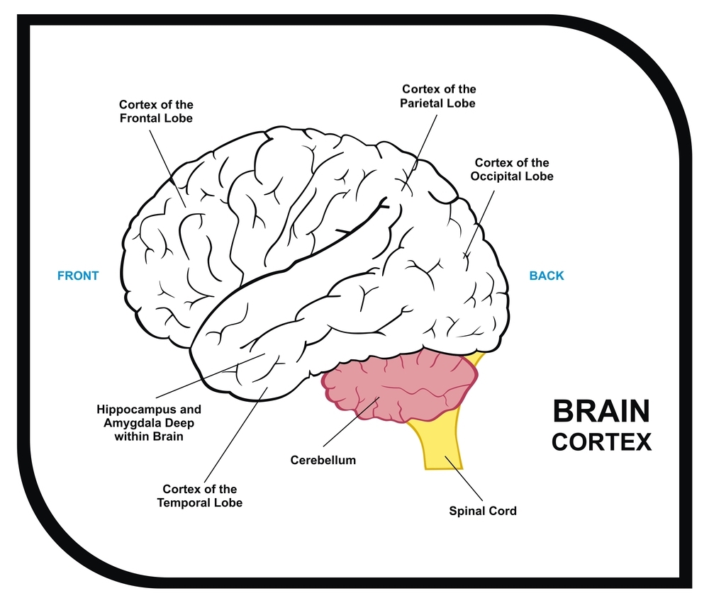Brain Cortex Diagram: Spinal Cord, Cerebellum, Cortex of the Temporal Lobe, Hippocampus and Amygdala, Cortex of the Occipital Lobe, Cortex of the Parietal Lobe, Cortex of the Frontal Lobe